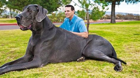 Largest Dog Breeds in the World 2023 - Webbspy