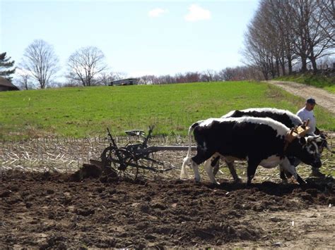 Plainfield Massachusetts Historical Society | Oxen Demonstration