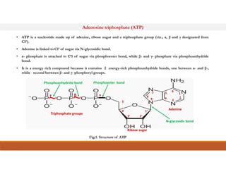 Energy rich compounds.pdf