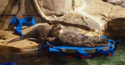 Sea Otters | Georgia Aquarium, Atlanta | Josh Scott | Flickr