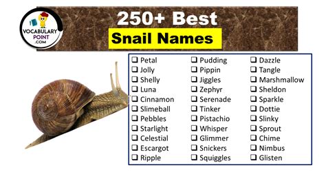 250+ Best Snail Names (Cute, Funny & Good Names) - Vocabulary Point