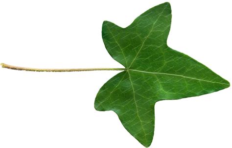 Ivy Leaf Logo - LogoDix