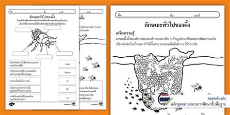 ใบงานเติมคำและโยงเส้นจับคู่ ลักษณะทั่วไปของผึ้ง