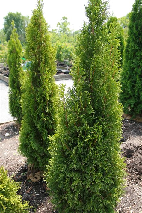 Arborvitae Types : Emerald Green Thuja Arborvitaes for Sale ...