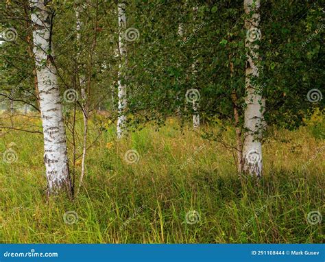 Birch Tree Forest. Nature Background Scene. Beautiful Trees and Green ...