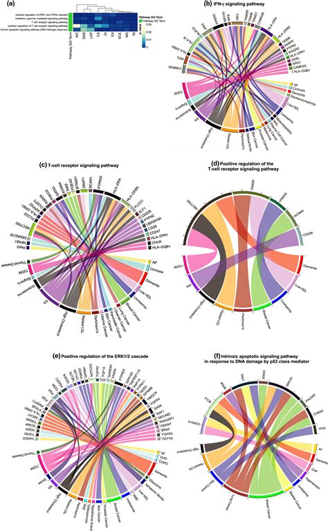 Biological mechanisms of aging predict age‐related disease co ...