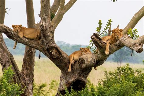 CLIMBING LIONS AT ISHASHA QUEEN ELIZABETH-UGANDA SAFARIS