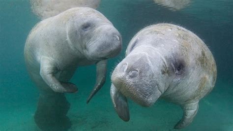 Manatee Appreciation Day