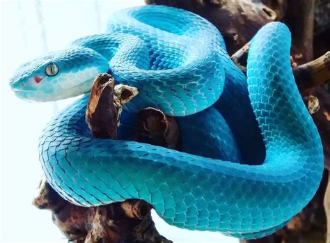 This is the White-Lipped Island Pit Viper. The blue variety is rare, and only occurs in places ...