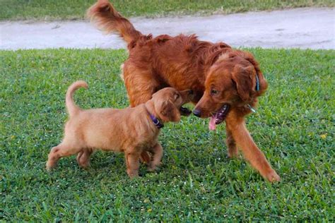 What Is The Rarest Golden Retriever Color? - Retriever Advice