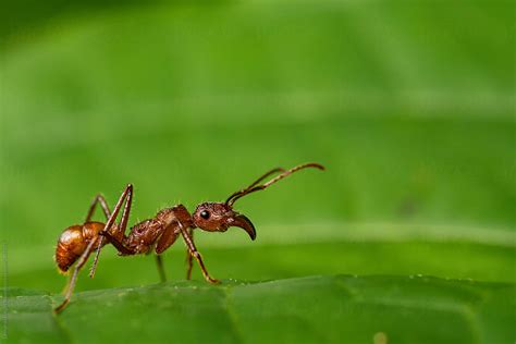 "Portrait Of A Red Ant" by Stocksy Contributor "Leonardo Borges Nuñez ...