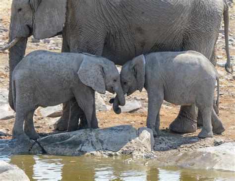 Heartbreaking Video Shows Lone Elephant Calf After Its Twin Died in Drought - Newsweek