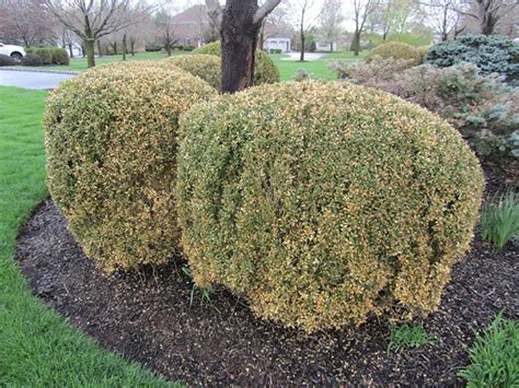 Leafminer in Boxwoods - Fairway Green Inc.