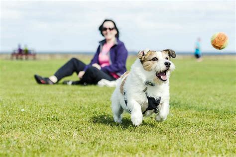 How to Train Your Dog to Herd a Ball | Wag!