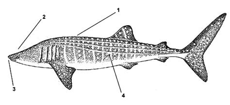 Whale Shark Anatomy