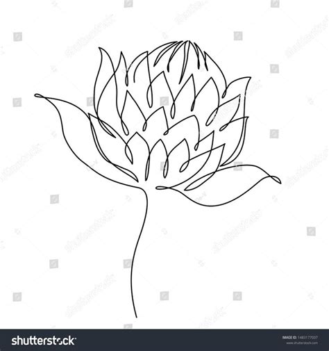 Protea Flower Line Drawing Vector Illustration Stock Vector (Royalty Free) 1483177037 | Flower ...
