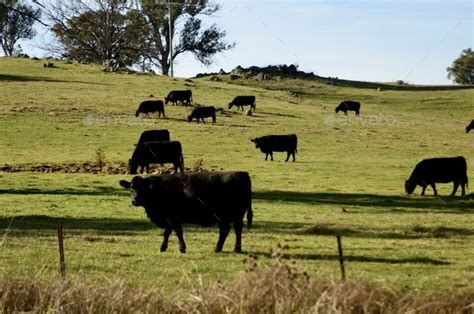 Cow vs cows Stock Photo by fran_t | PhotoDune