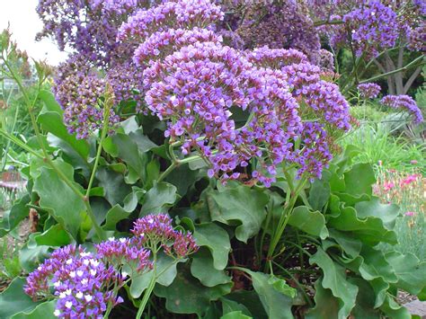 seeds - How to Separate or Propagate Limonium Perezii aka: Statice? - Gardening & Landscaping ...