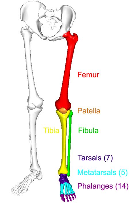 Lower Limb Skeletal Anatomy