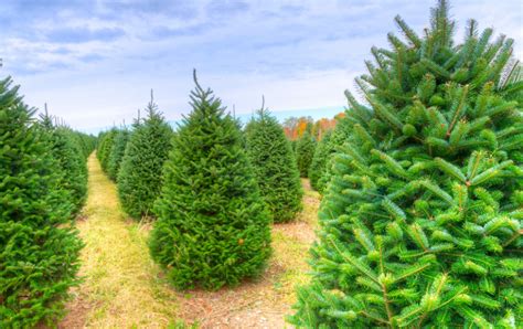 9 Best Christmas Tree Farm in Essex