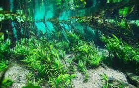 Image result for amazon river plants | Live aquarium plants, Biotope aquarium, Planted aquarium