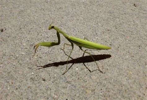 Praying Mantis Lives at the ANB Bank in Downtown Cheyenne