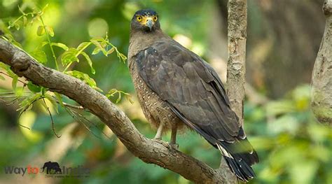 Bird Watching In Jim Corbett Park | Waytoindia.com