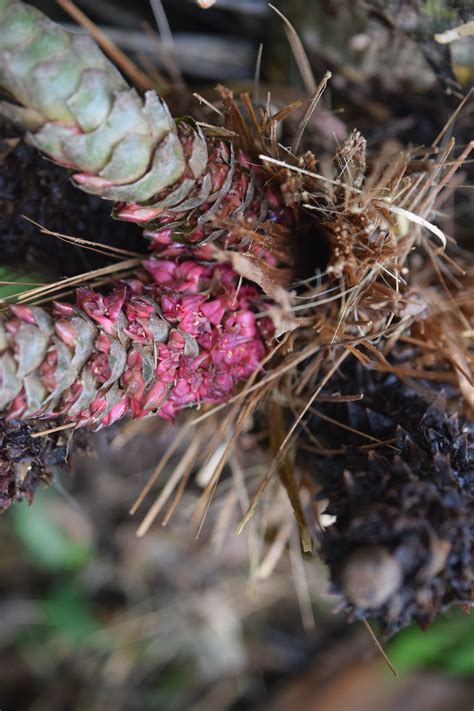 Salak Palm: A Guide for Tropical Permaculture — Porvenir Design