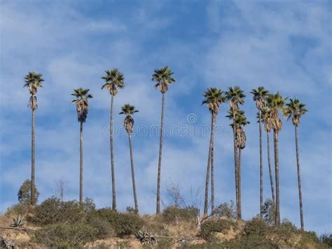 Hiking Trail Around San Gabriel Mountain Stock Image - Image of nature ...