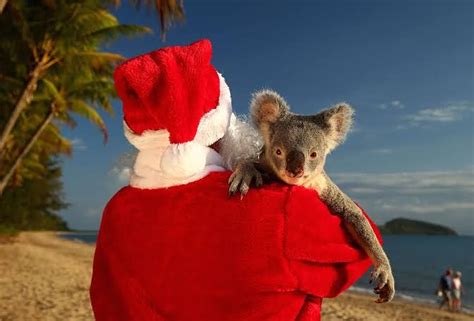 australian koala christmas - Google Search | Animals, Koala, Holiday spirit