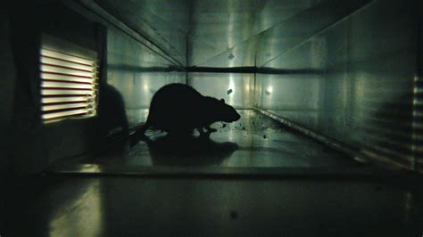 The Trailer For Morgan Spurlock's New Documentary About Rats Looks Totally Terrifying