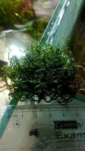 Live Aquarium Java Moss, Size: 5cm X5 cm at Rs 100/pack in Mumbai | ID ...