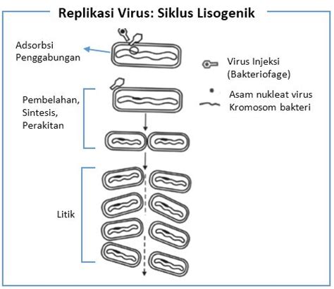 Gambarkan Struktur Tubuh Bakteriofag Lengkap Dengan Keterangan Bagian ...