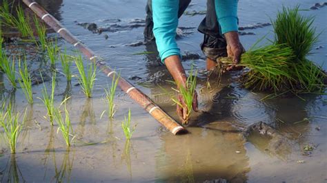 A Farmer`s Hand is Planting Rice in a Rice Field Stock Image - Image of ...