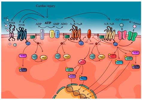 Adenosine receptors role after cardiac injury. | Download Scientific ...