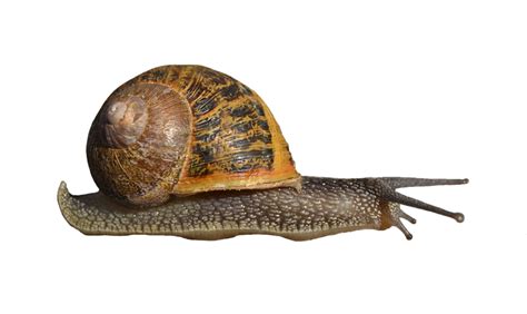 Free Snail PNG Transparent Images, Download Free Snail PNG Transparent Images png images, Free ...