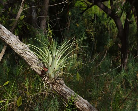 Bromeliads in the Everglades - Captain Mitch's * Everglades Airboat rides