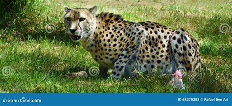 Cheetah Eating Prey Royalty-Free Stock Photography | CartoonDealer.com #3295229