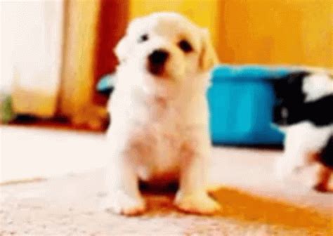 Doggy Puppy GIF - Doggy Puppy PlayTime - Discover & Share GIFs