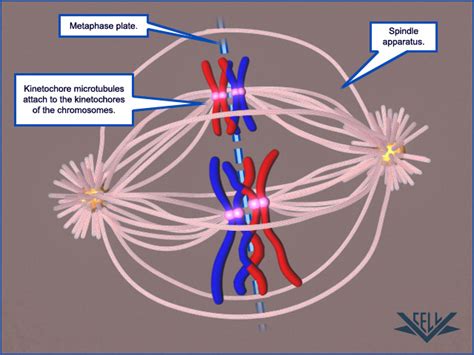 Metaphase Spindle Fibers