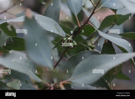 Gum tree leaves hi-res stock photography and images - Alamy