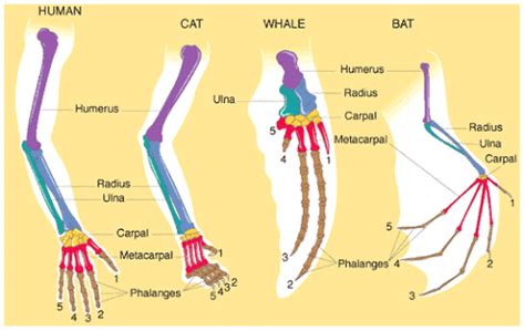 Comparative Anatomy