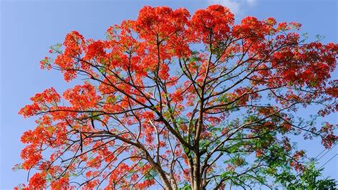 Brachychiton 'Illawarra Flame Tree' - Hello Hello Plants