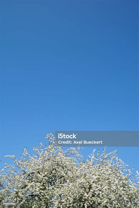 Bunga Sakura Putih Dan Latar Belakang Langit Yang Cerah Foto Stok - Unduh Gambar Sekarang - iStock