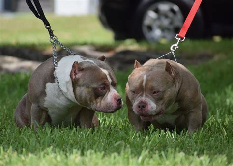 BEST OF THE TRI COLOR AMERICAN BULLY | AMAZING POCKET BULLIES | by ...