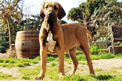 Fila Brasileiro Puppies Breed information & Pictures