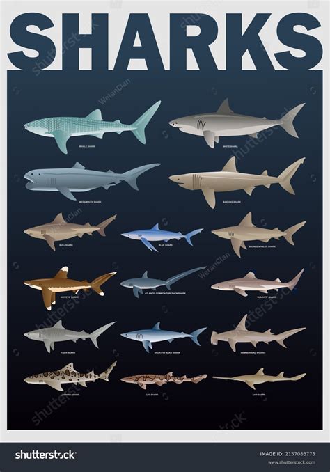 Shark Species Poster