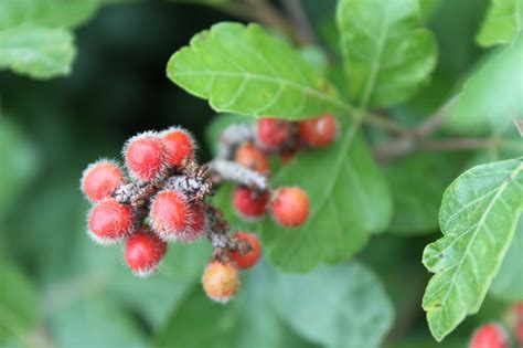 Poison Sumac Berries