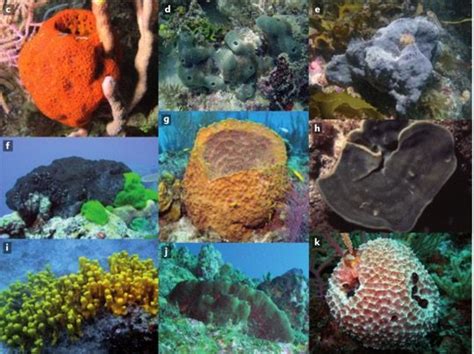 A sponge and its symbionts, using genomics to unravel complex relationships