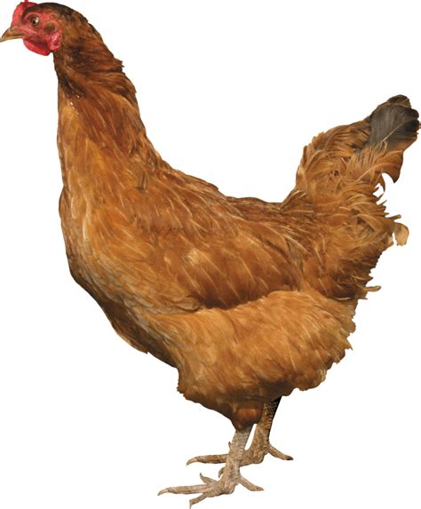 Chicken PNG image transparent image download, size: 1863x2254px